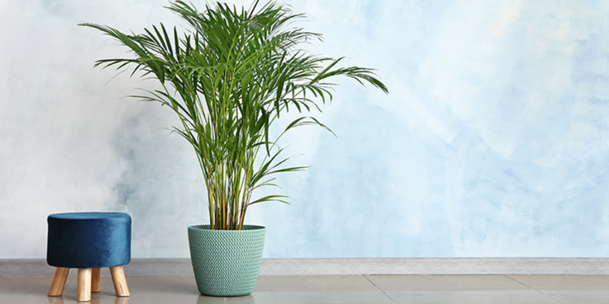 공기정화식물 1위, 아레카야자