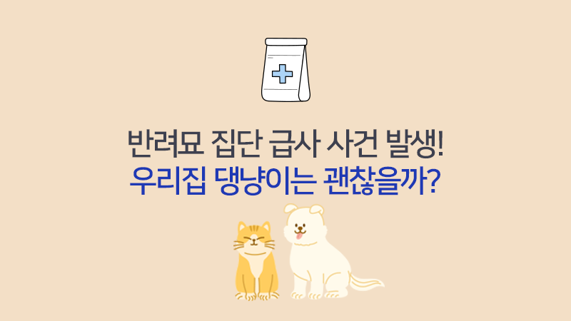 반려묘 집단 급사 사건 발생! 우리집 댕냥이는 괜찮을까?